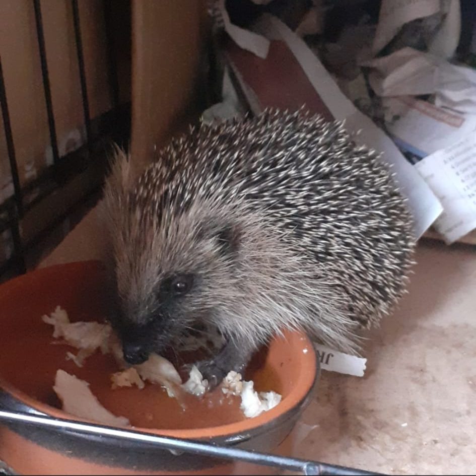 hedgehog care in the winter