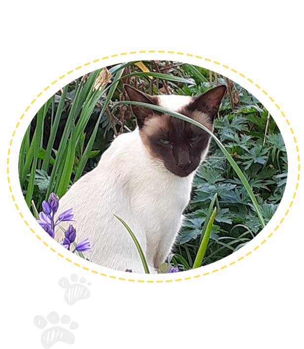 cat sitting I North Devon