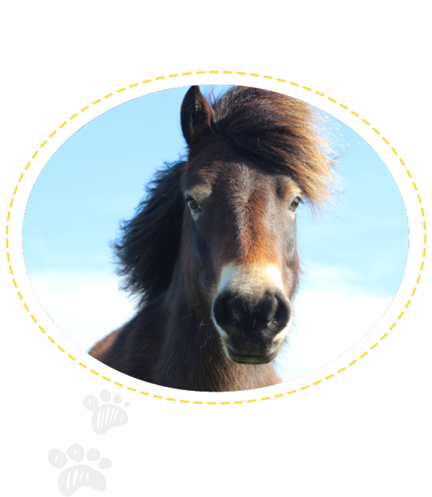 horse care and horse sitting in North Devon,