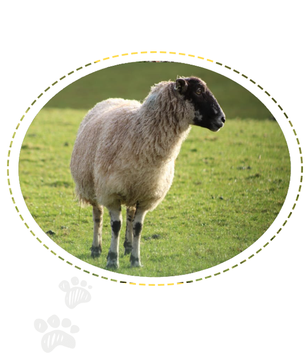 animal sitting for small holdings North Devon