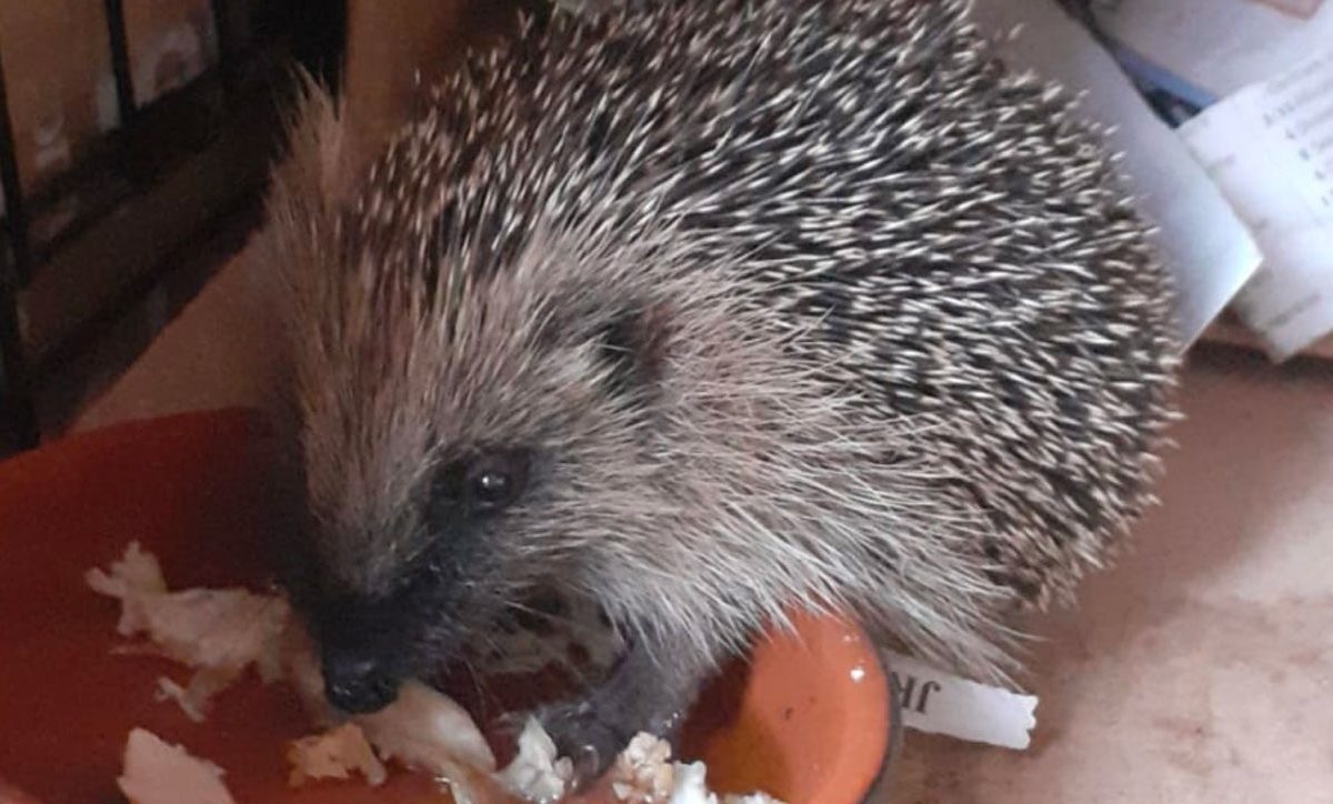 hedgehog care