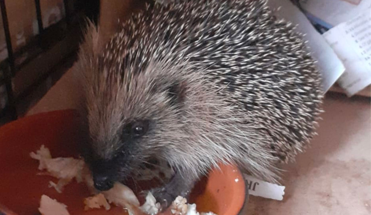hedgehog care