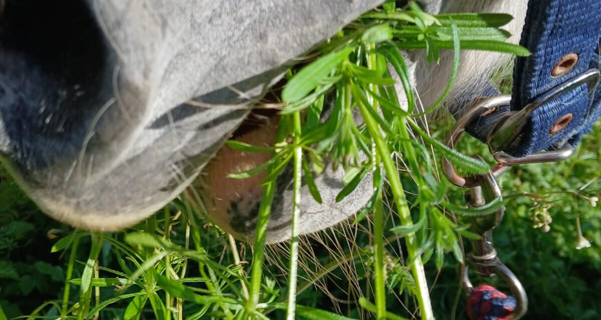 sticky_buds1