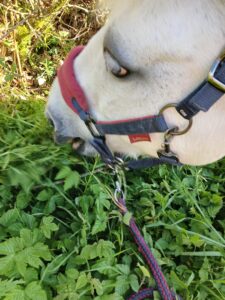 Pet sitting services for horses in North Devon