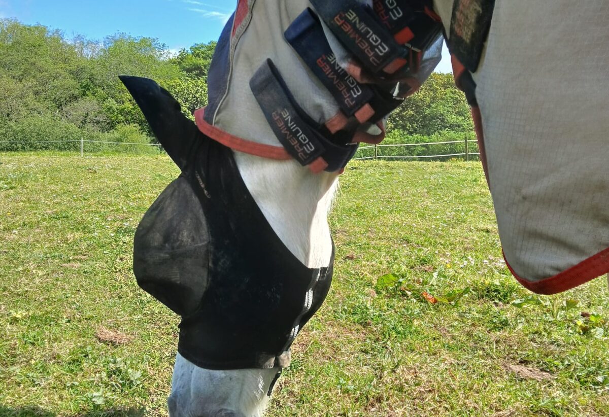 Fly Season with Horse care