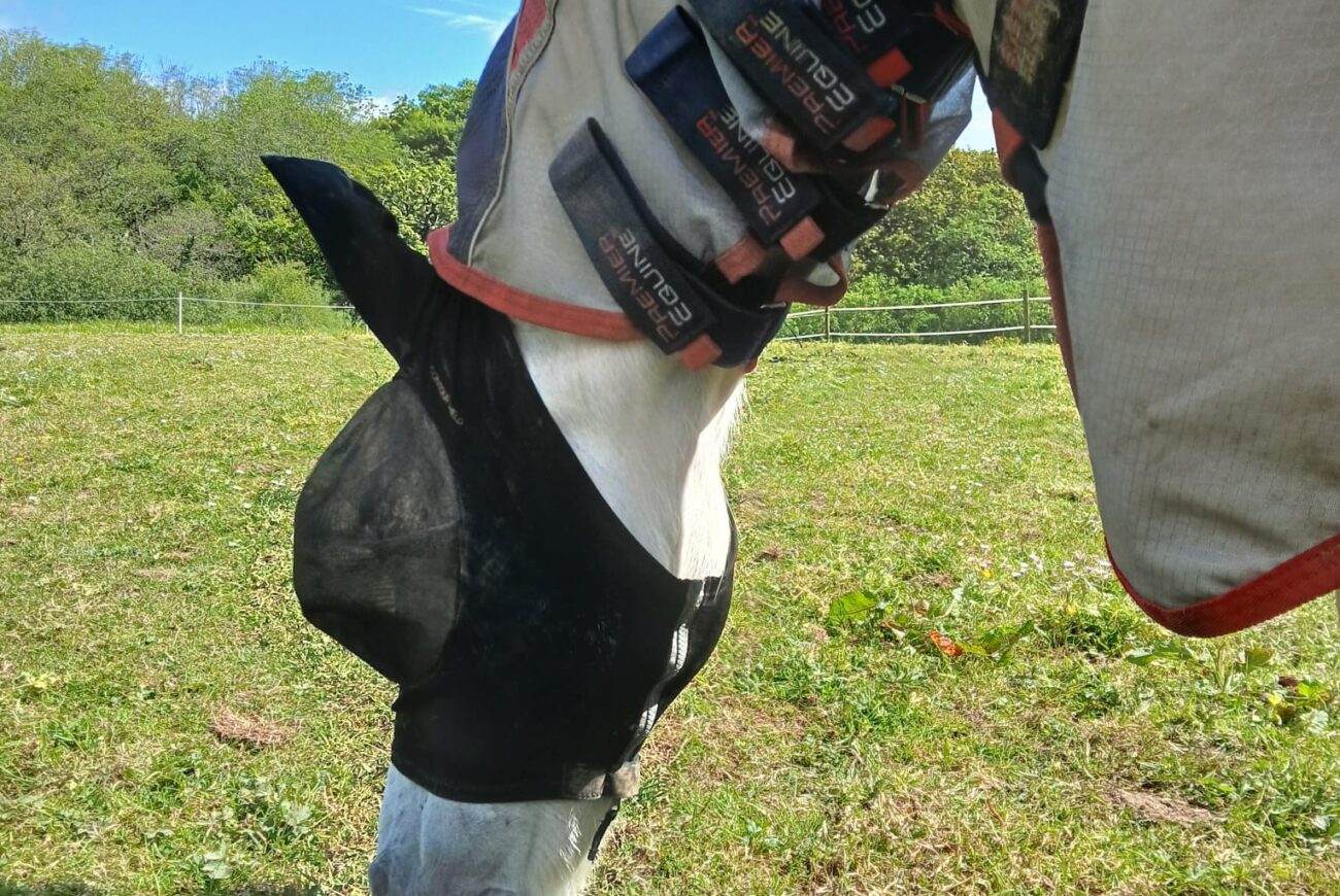 Fly Season with Horse care