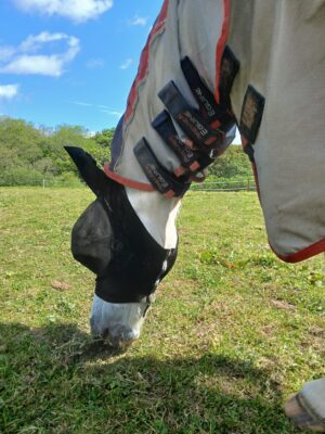 Fly Season with Horse care